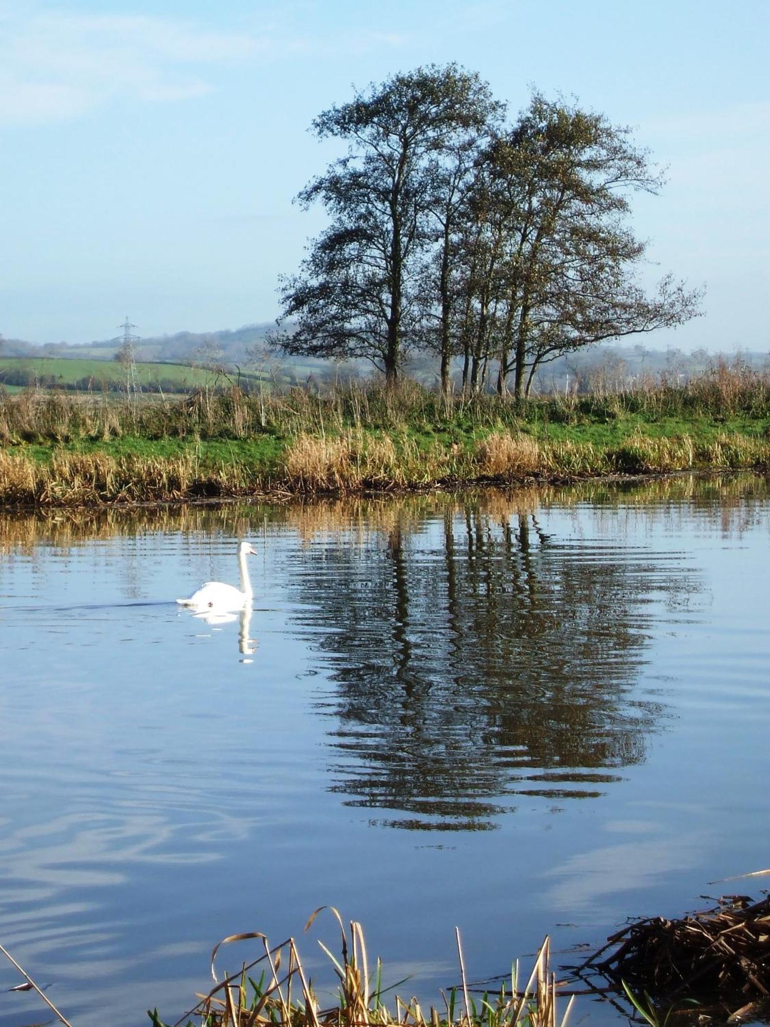 The Bower Inn Бриджвота Экстерьер фото Swans on the River Wye